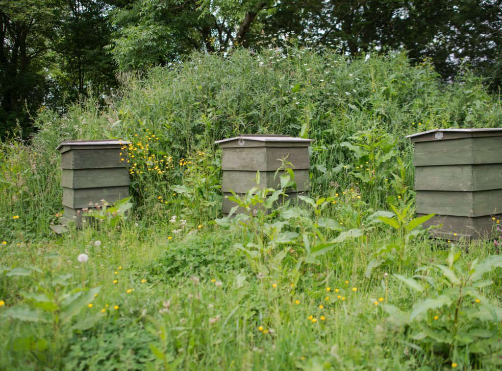 Image of bee hives