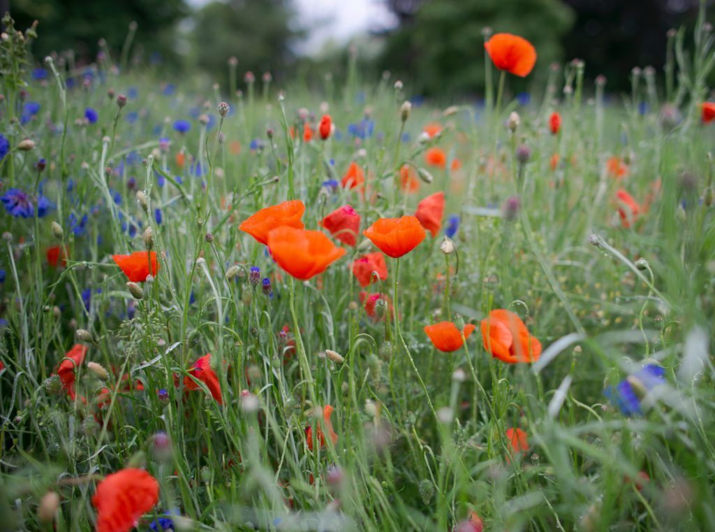 Image of wild flowers